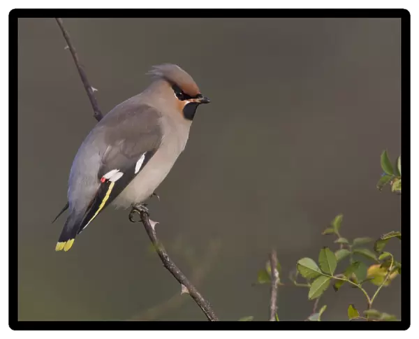 Bohemian Waxwing perched on a branch, Bombycilla garrulus, Netherlands