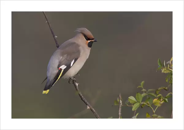 Bohemian Waxwing perched on a branch, Bombycilla garrulus, Netherlands