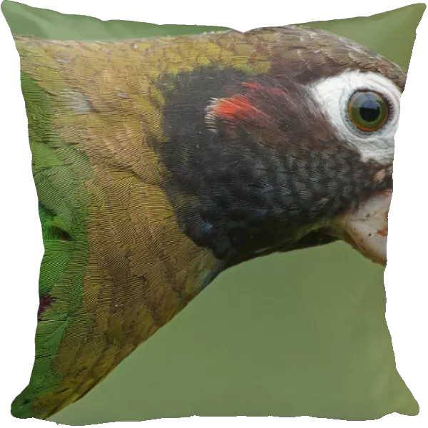 Brown-headed Parrot close-up, Poicephalus cryptoxanthus