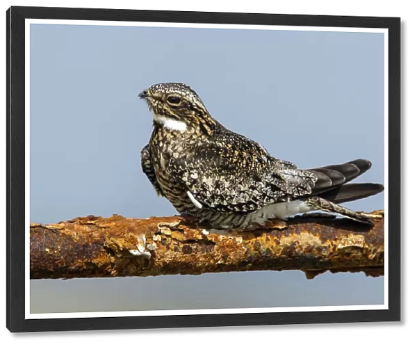 Common Nighthawk, Chordeiles minor, United States