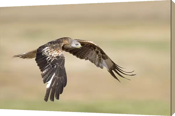Red Kite (Milvus milvus) in flight, Milvus milvus