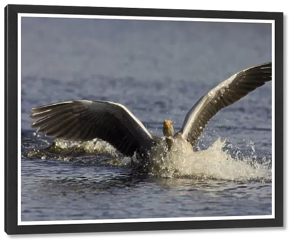 Grey-lag Goose landing in water, Netherlands
