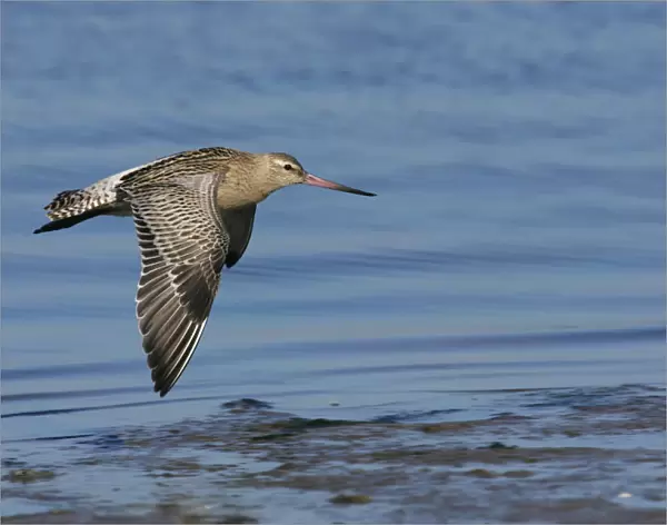 Bar-tailed Godwit flying, Limosa lapponica