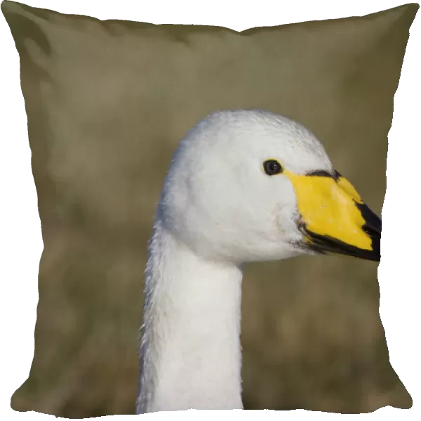 Whooper Swan close up, Cygnus cygnus, Netherlands
