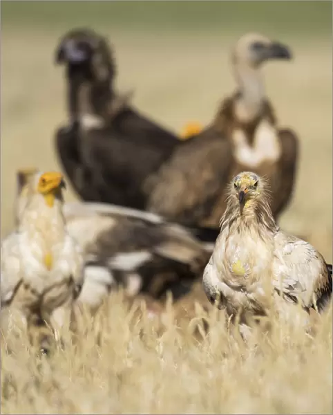 Endangered Egyptian Vulture with Black and Griffon Vulture in the background, Neophron percnopterus, Gyps fulvus, Spain