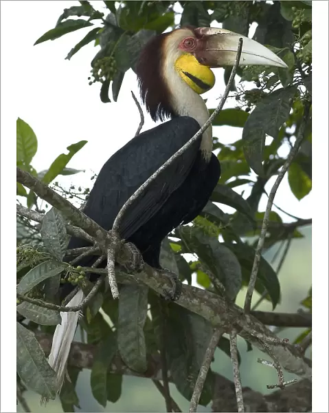 Wreathed Hornbill in tree, Rhyticeros undulatus