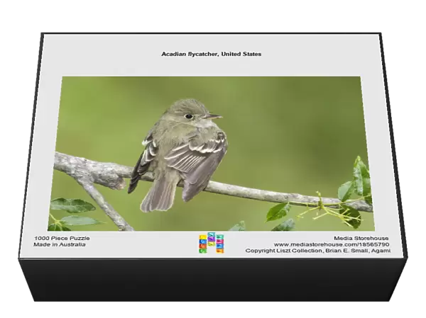 Acadian flycatcher, United States
