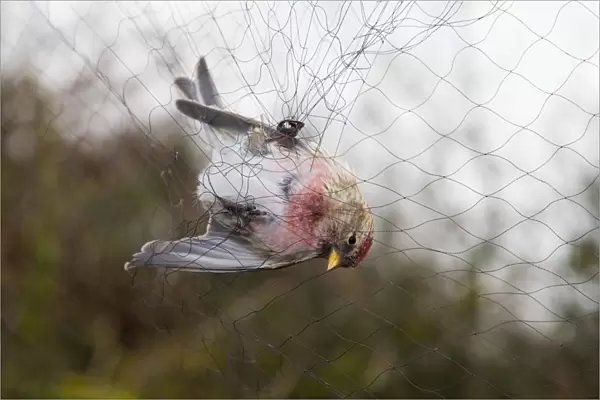 Mealy Redpoll caught at ringing station, Netherlands