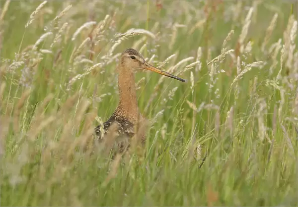 Black-tailed Godwit in meadow, Limosa limosa, Netherlands