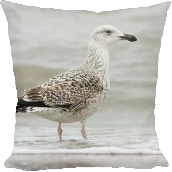 Great Black-backed Gull, Larus marinus