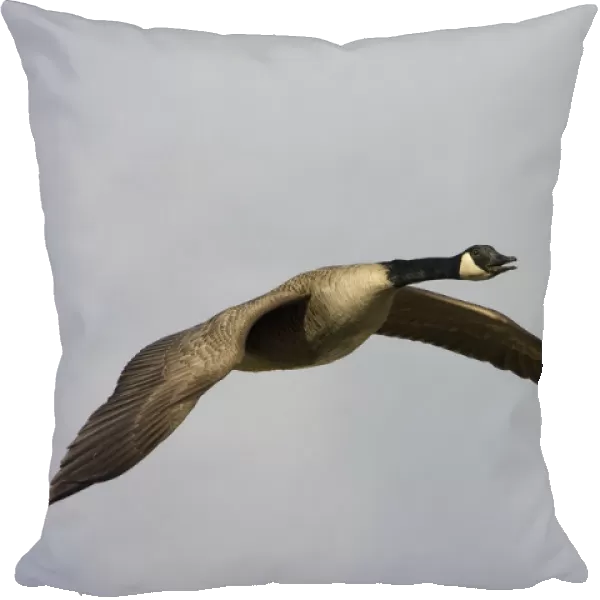 Greater Canada Goose in flight, Branta canadensis, Netherlands