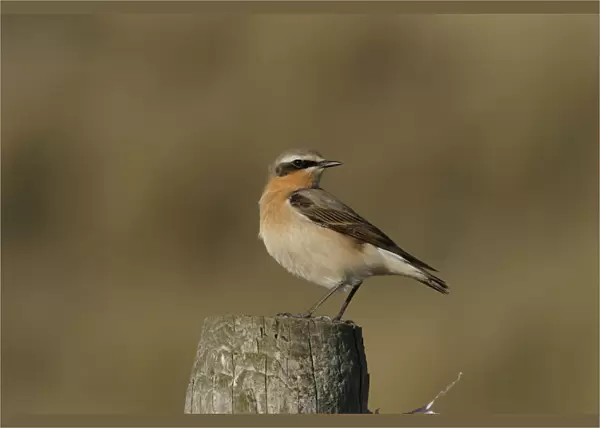 Northern Wheatear female perched, Oenanthe oenanthe