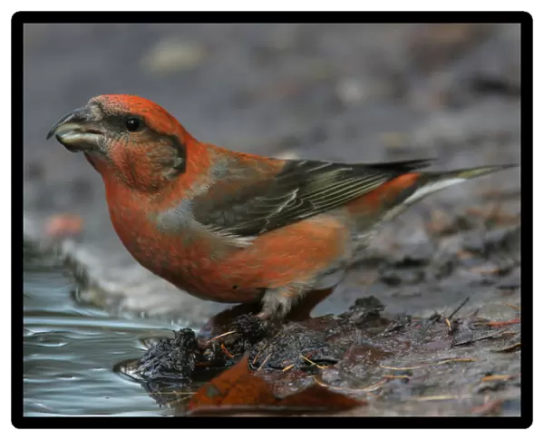 Common Crossbill male drinking