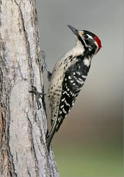 Nuttall's Woodpecker, Dryobates nuttallii, United States