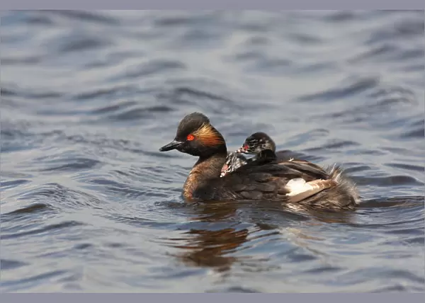 Black-necked Grebe pair with young, Podiceps nigricollis