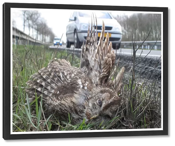 Tawny Owl traffic victim, Strix aluco