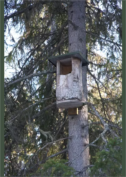 Nestbox for Northern Hawk Owl
