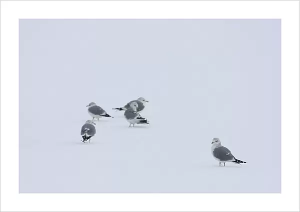Mew Gull standing in snow, Larus canus