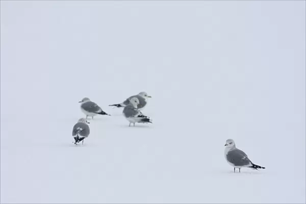 Mew Gull standing in snow, Larus canus