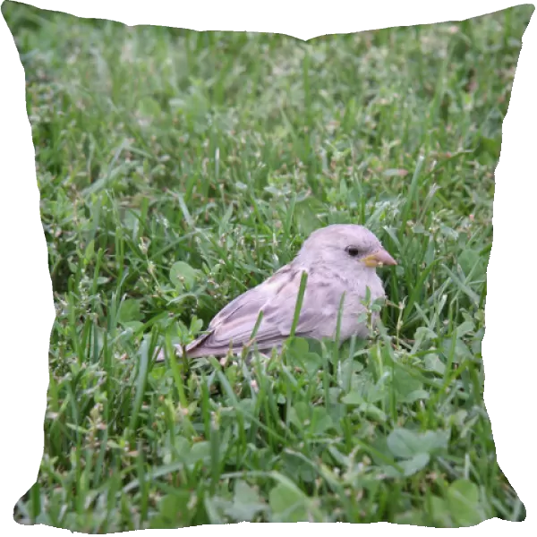 House Sparrow albino in grass, Passer domesticus