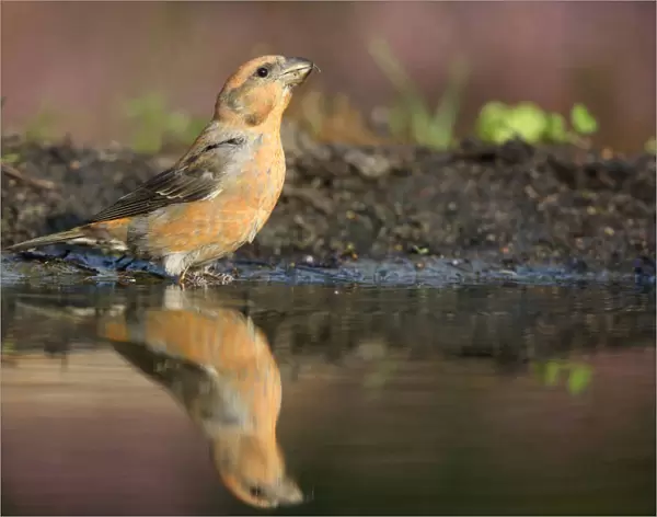Male Red Crossbill at drinking site, Loxia curvirostra, The Netherlands