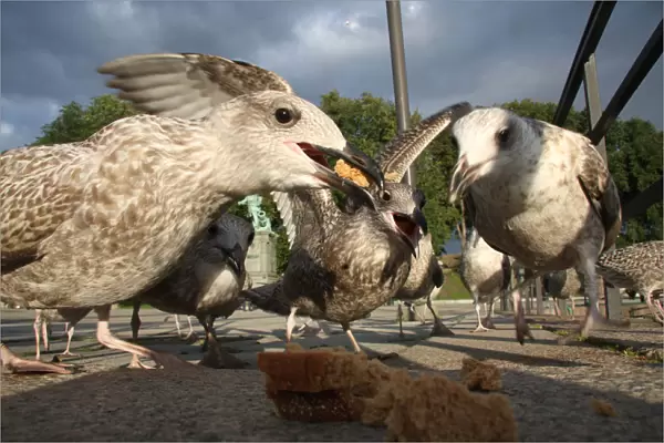 Herring Gull juveniles eating bread