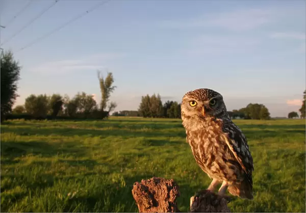 Little Owl perched on a pole, Athene noctua