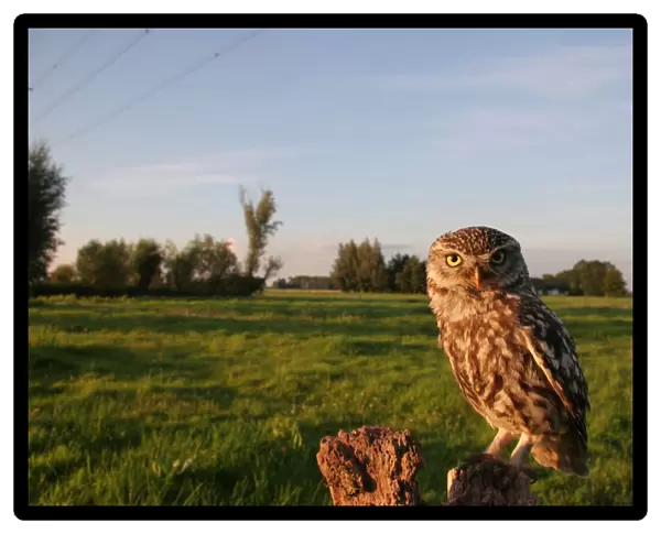 Little Owl perched on a pole, Athene noctua
