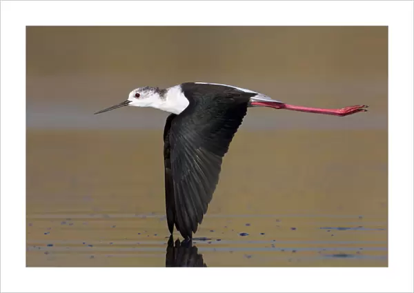 Female Black-winged Stilt in flight, Himantopus himantopus, Italy