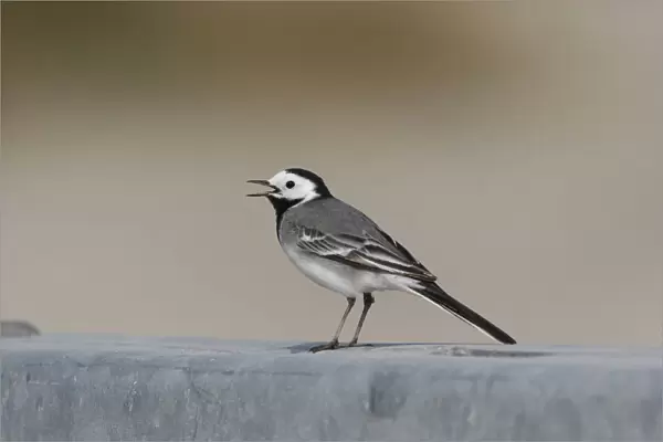White Wagtail adult perched, Motacilla alba