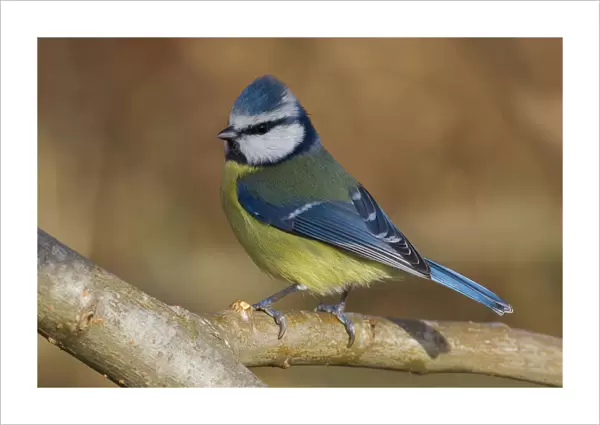 Blue Tit perched on branch, Italy