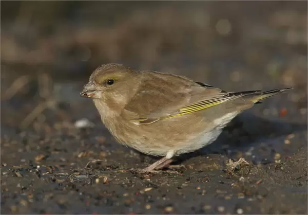 Greenfinch foraging on the ground