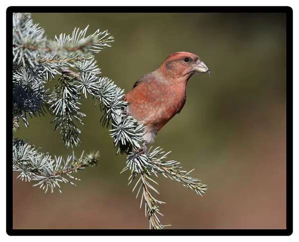 Male Red Crossbill at branch, Loxia curvirostra, The Netherlands