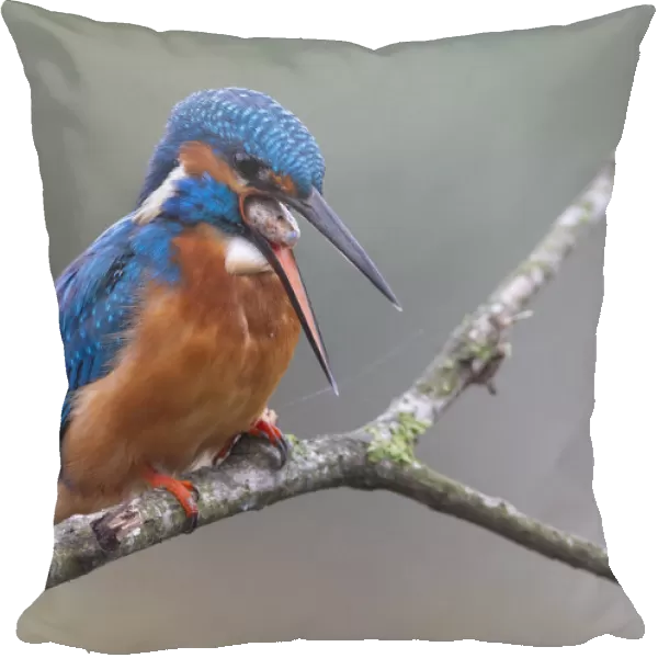 Male Common Kingfisher perched on a branch, Alcedo atthis, Italy