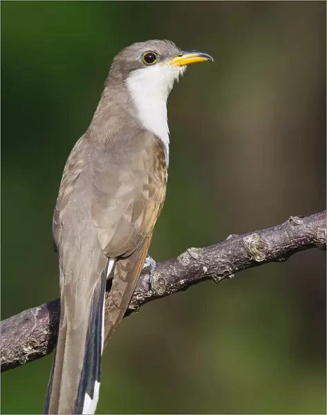 Yellow-billed Cuckoo, Coccyzus americanus