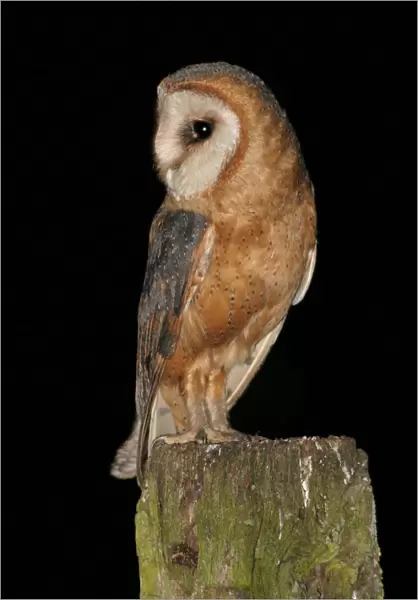 Barn Owl adult perched on a pole