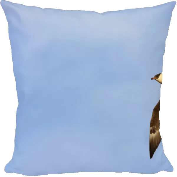 Flying Pomarine Skua