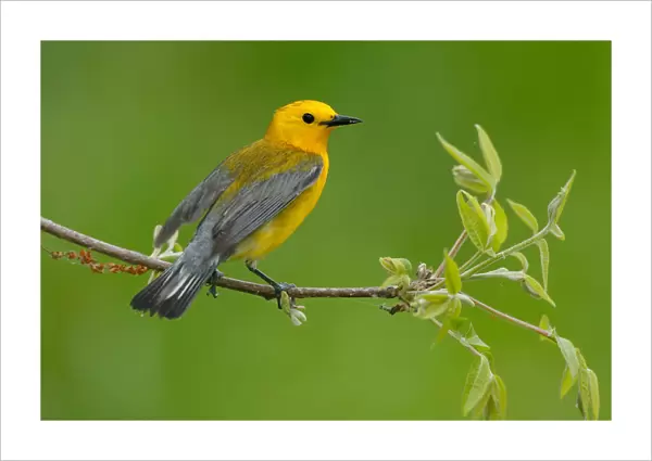 Prothonotary Warbler, Protonotaria citrea, United States