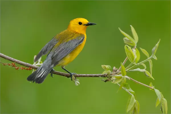 Prothonotary Warbler, Protonotaria citrea, United States