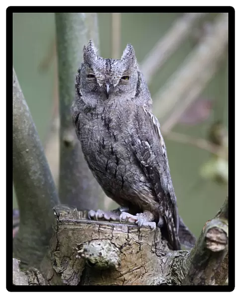 Eurasian Scops-Owl perched, The Netherlands