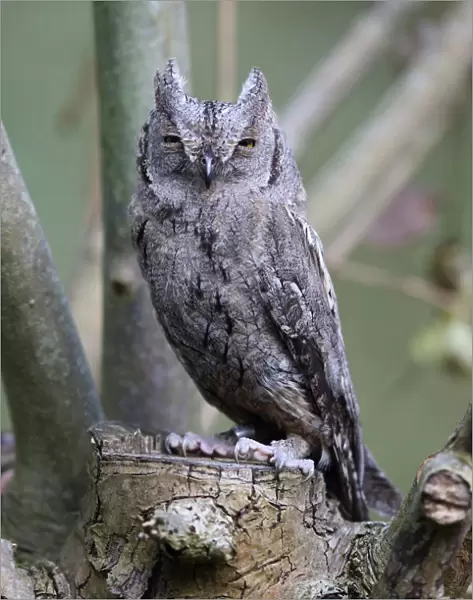 Eurasian Scops-Owl perched, The Netherlands
