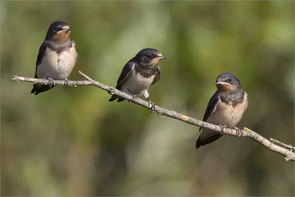Barn Swallow perched, Hirundo rustica