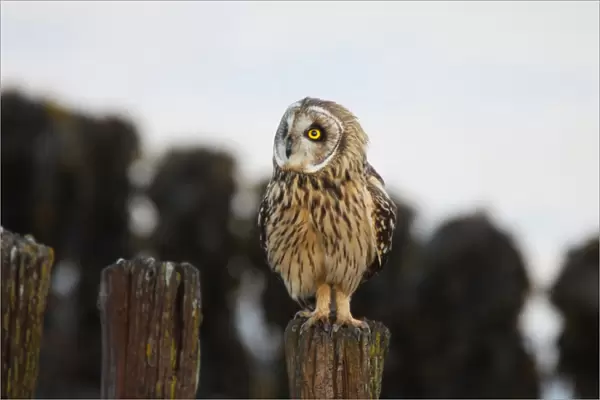 Short-eared Owl perched on a pole, Asio flammeus