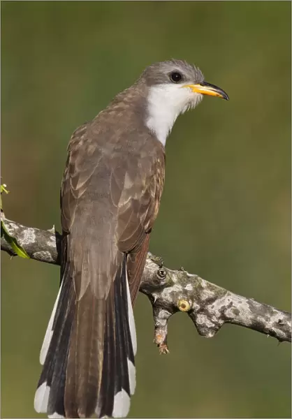Yellow-billed Cuckoo, Coccyzus americanus