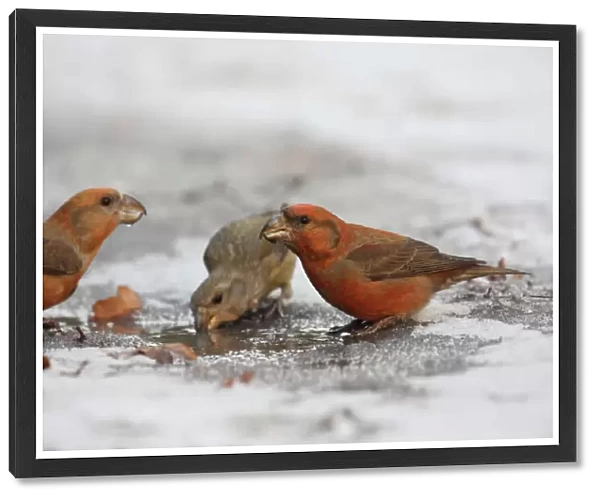Parrot Crossbill drinking, Loxia pytyopsittacus