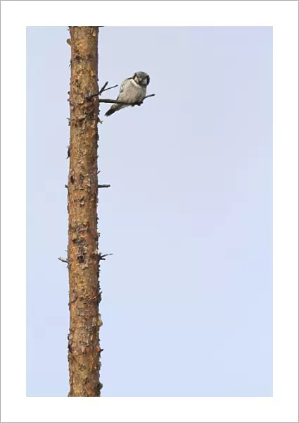 Northern Hawk Owl perched on branch