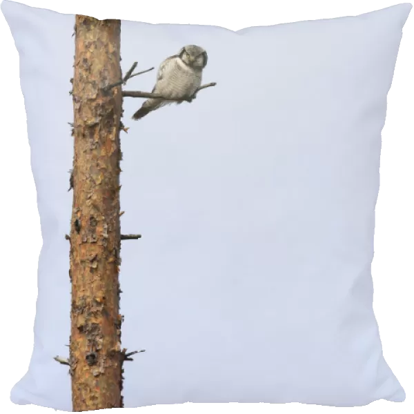 Northern Hawk Owl perched on branch