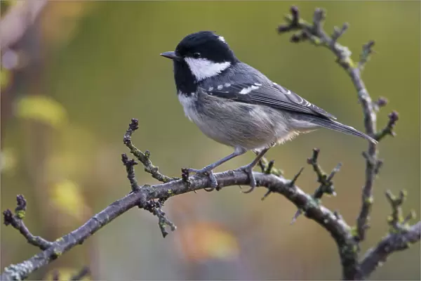 Coal Tit perched on branch, Periparus ater, Italy