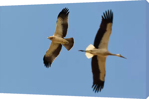 Light morph Booted Eagle in flight, Hieraaetus pennatus, Egypt
