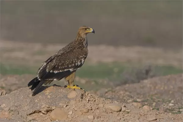 Asian Imperial Eagle, Oman